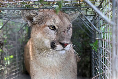 Landowner kills mountain lion on property, but is that legal?